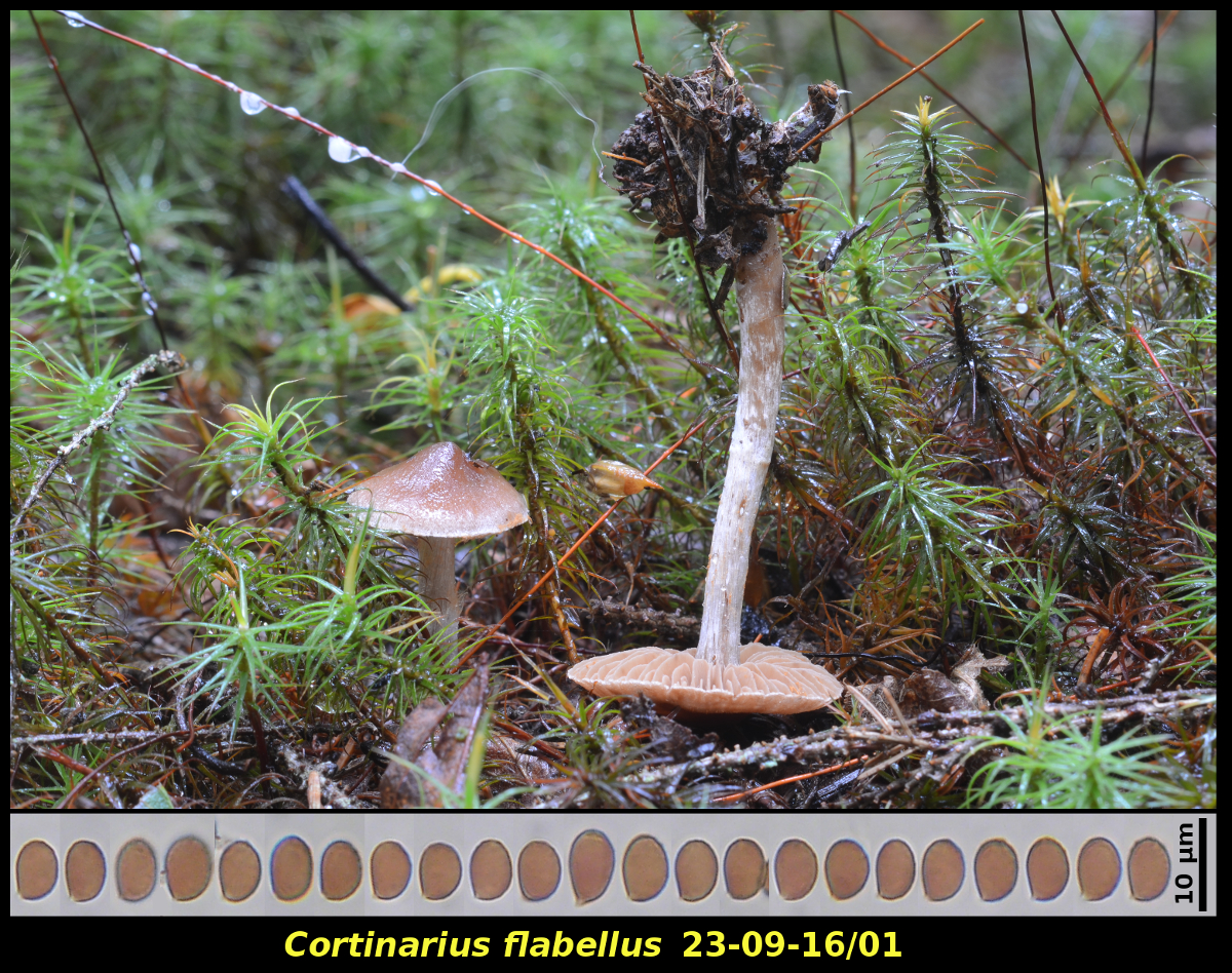 Picture of <i>Cortinarius flabellus</i>